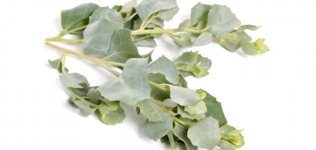 فوائد عشبة القطف