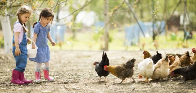 كيفية تربية الدواجن