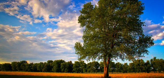 أهمية الشجرة في حياة الإنسان