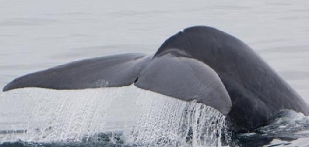 ما هو الحوت الأزرق