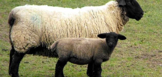 مرض اللسان الأزرق