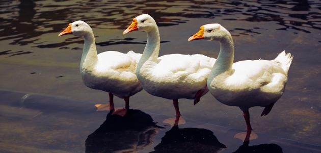 ما هي أصوات الطيور