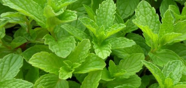كيفية حفظ النعناع الطازج