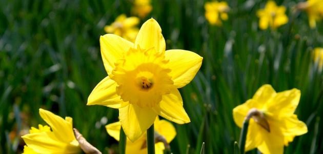 ما هو النرجس