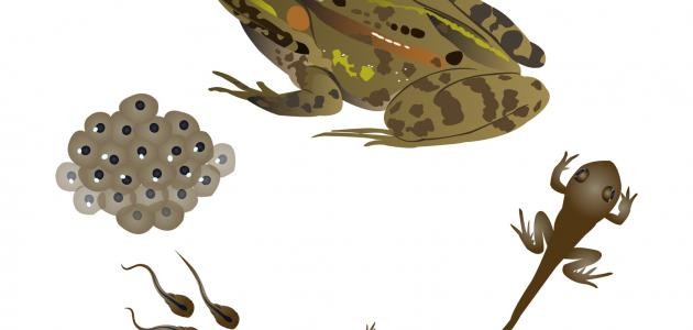مراحل نمو الضفدع