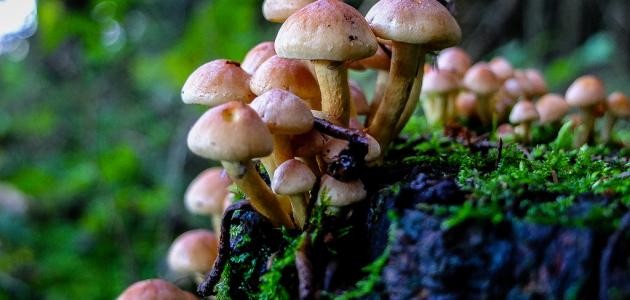 كيف ينبت الفطر