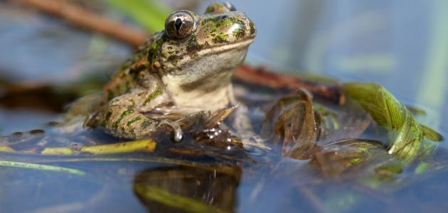 كيف يتنفس الضفدع