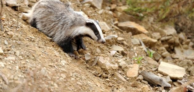 ما هو حيوان الغرير