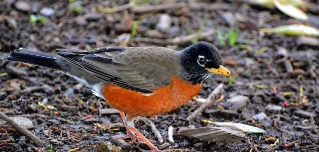 ماذا تأكل الطيور