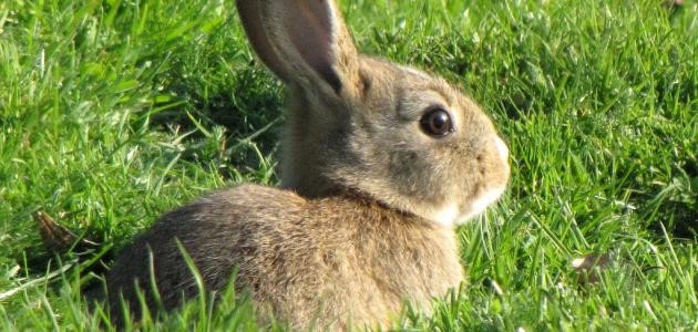 أنواع الأرانب