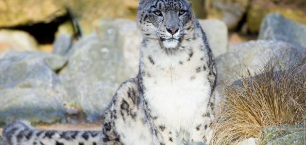 كيفية حماية الحيوانات من الانقراض