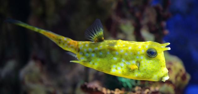 أجمل سمكة في العالم