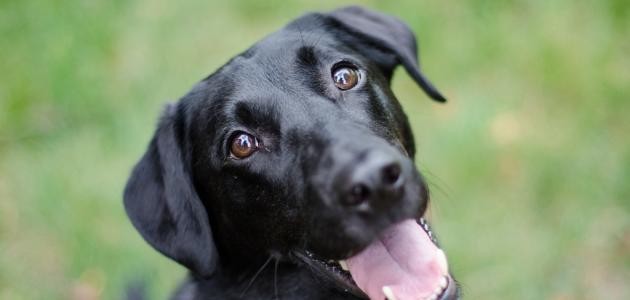 كيفية تغذية الكلاب