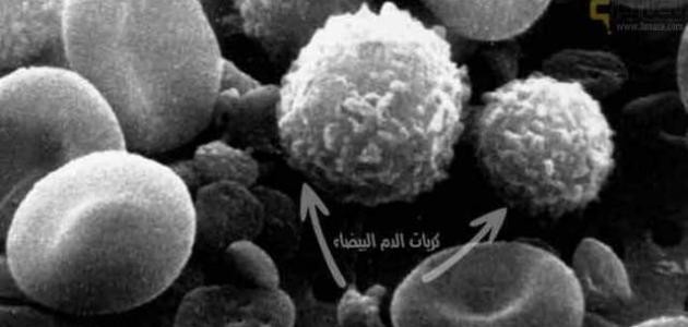 ما هو عدد كريات الدم البيضاء في الشخص الطبيعي ما هو عدد كريات الدم البيضاء في الشخص الطبيعي