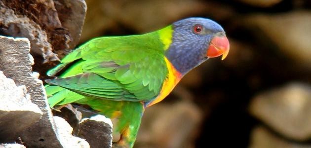 ما هو أغلى الطيور ثمناً