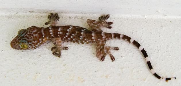 ما هو حيوان الوزغ