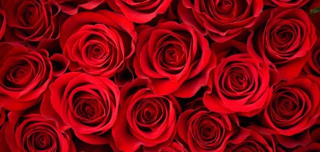 عبارات جميلة عن الحب عبارات جميلة عن الحب
