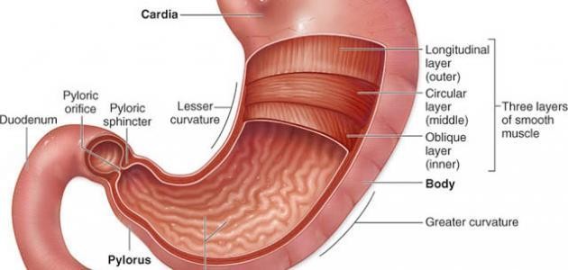 ما هي أعراض فتق المعدة