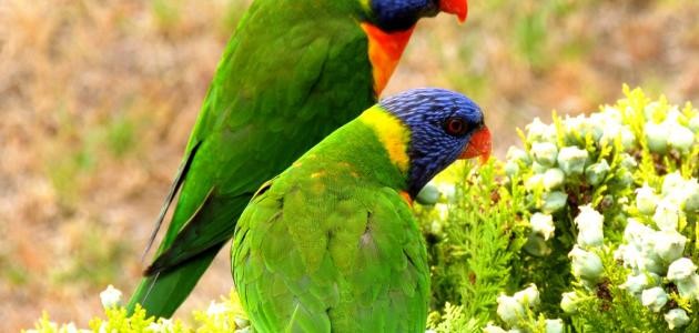 تربية العصافير الأسترالية