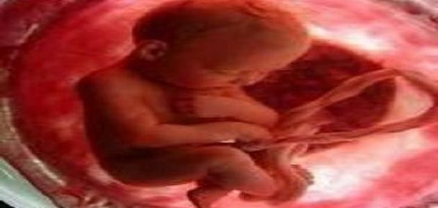 أطوار خلق الإنسان