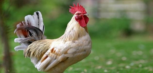 لماذا يصيح الديك