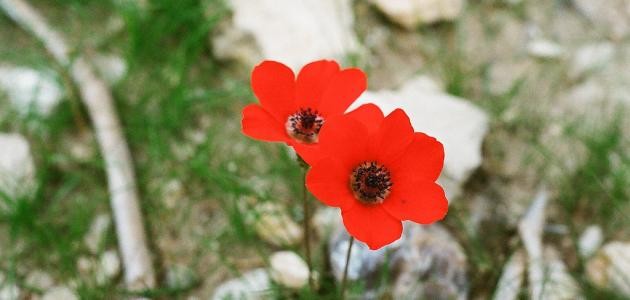 زهرة شقائق النعمان