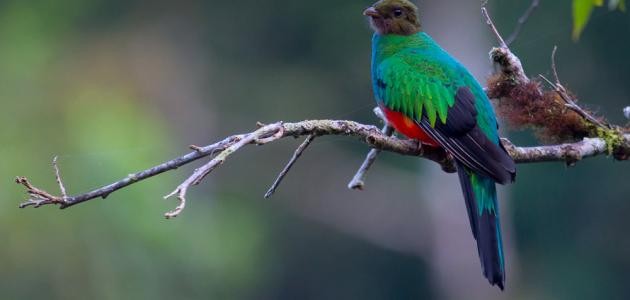 أجمل الطيور في العالم