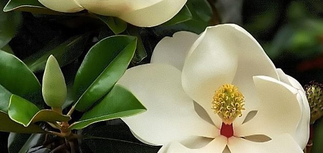 أسماء زهور نادرة