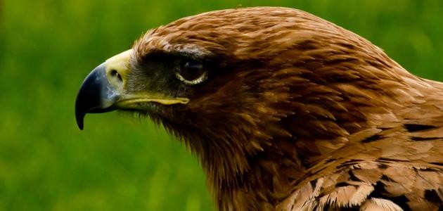 ما هي الطيور الجارحة