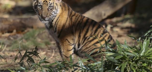 ما اسم ابن النمر