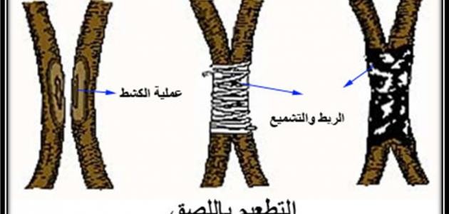 كيفية تطعيم الاشجار المثمرة