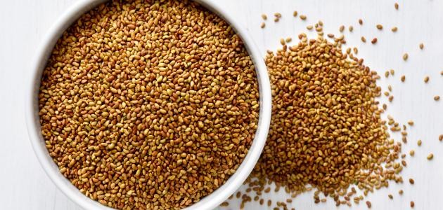 فوائد بذور البرسيم