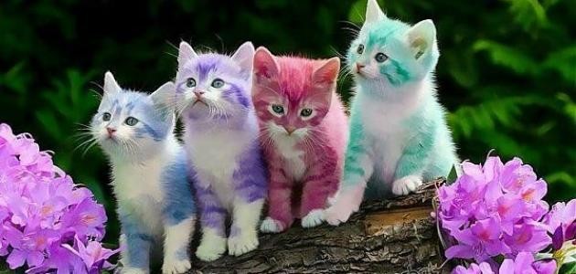 ما نوع شخصيتك