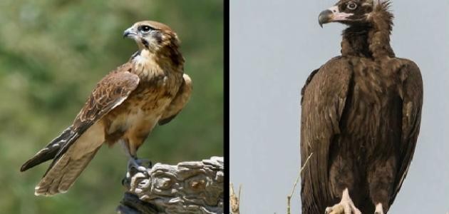 ما الفرق بين النسر والصقر