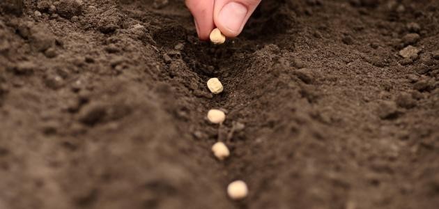 كيفية غرس البذور