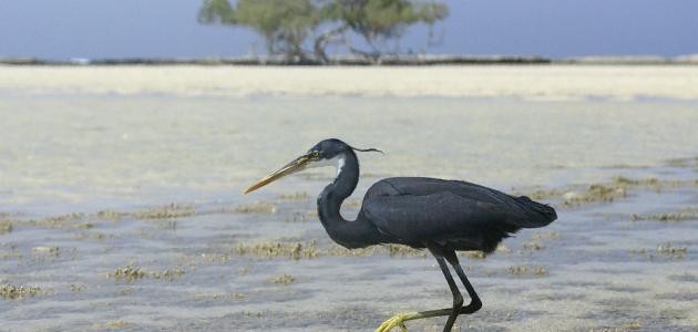 لماذا سمي الطائر الحزين بهذا الاسم