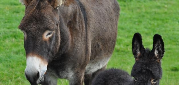 ما اسم صغير الحمار