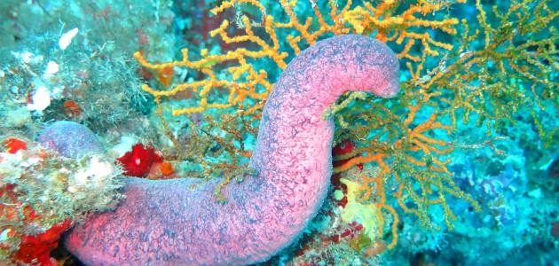 ما هو خيار البحر