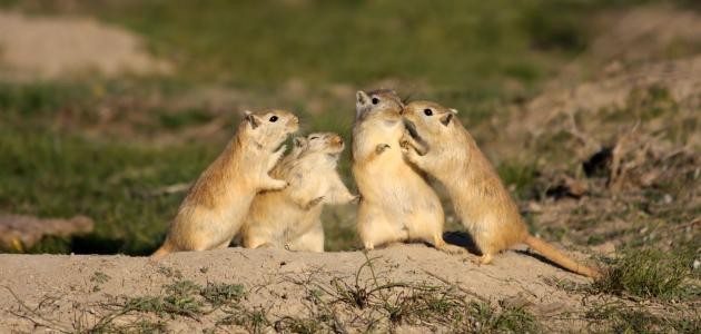 ما هو الجربوع