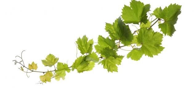 كيفية تفريز ورق العنب