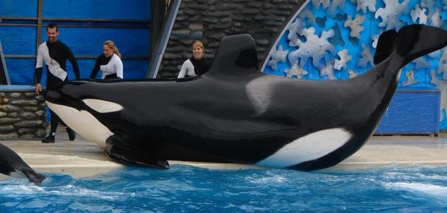 أكبر حوت بالعالم