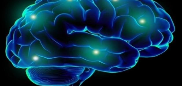 كيف يعمل الدماغ