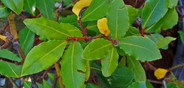 ما هو ورق الغار