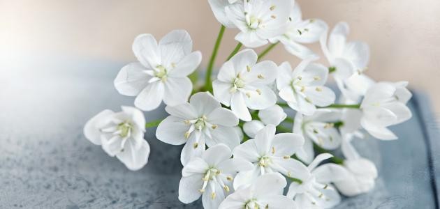 ماذا تعني الوردة البيضاء