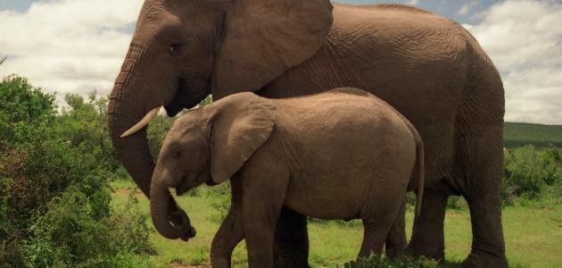 ما اسم أنثى الفيل