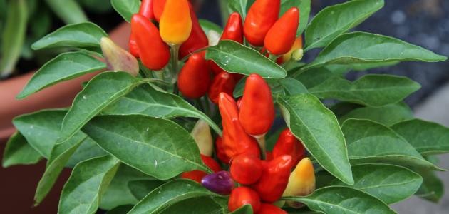 كيفية زراعة الفلفل