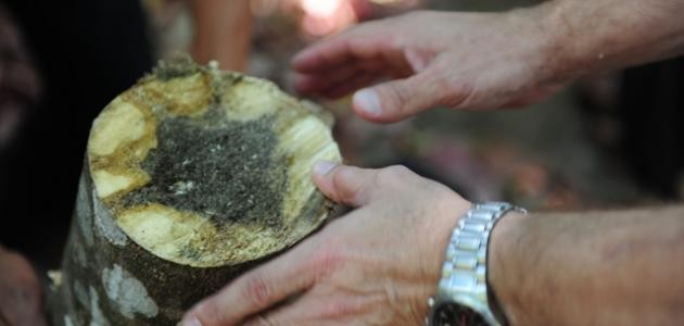 ما الموطن الأصلي لشجرة العود