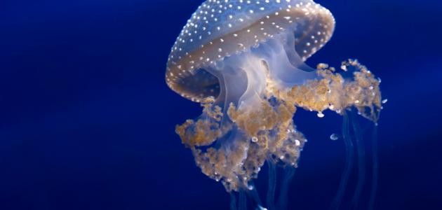 ما هو قنديل البحر