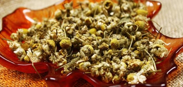 ما هو شيح البابونج