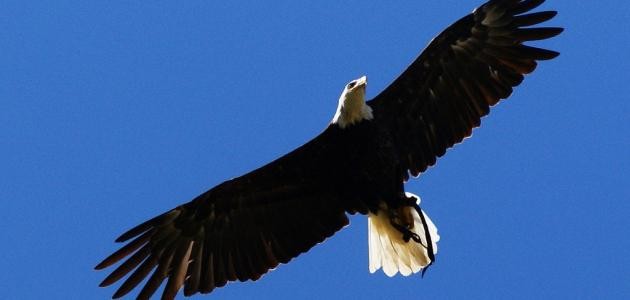 ما هو طائر العقاب